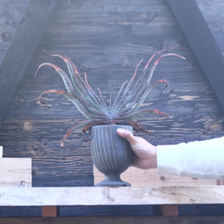 アロエ スプラフォリアータ     Aloe suprafoliata     no.22801