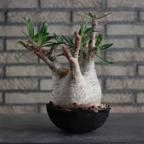 Pachypodium gracilius × takero pot (6.5号)  no.817-3