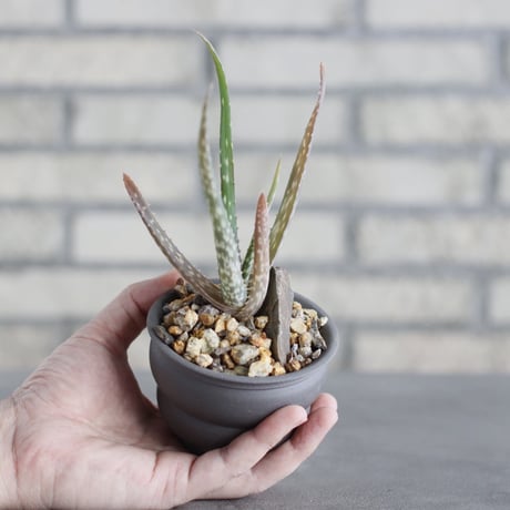 Aloe volkensii × takero pot (3号)  no.621/41