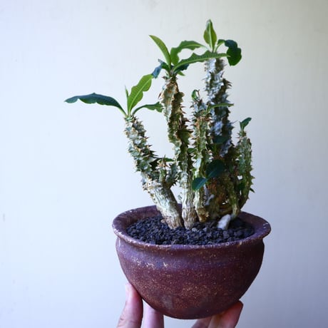 Euphorbia sp.nova Beraketa   no.60213