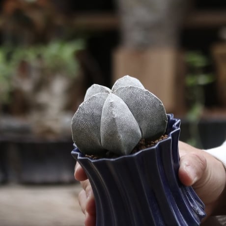 恩塚ランポー玉 | STORES