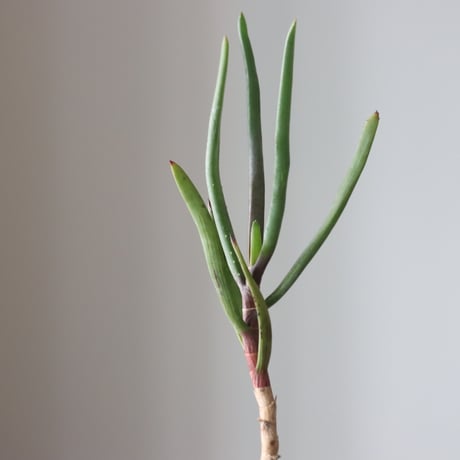 Aloe parallelifolia × たけろうポット　no.90812