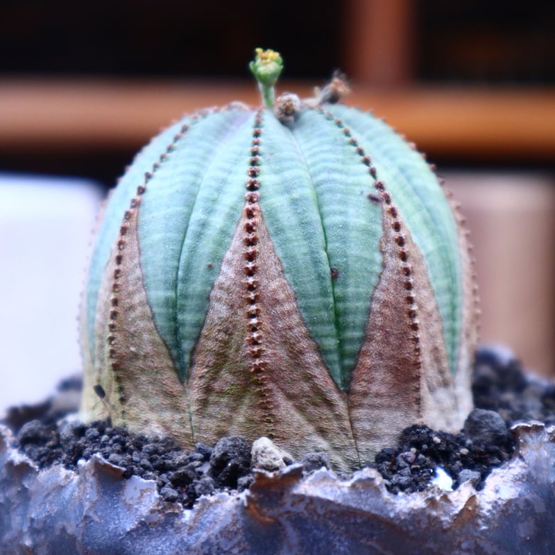ユーフォルビア オベサ ♂/Euphorbia obesa no.72540 | ユーフォルビア オベサ ♂/Euphorbia obesa no.72540 |
