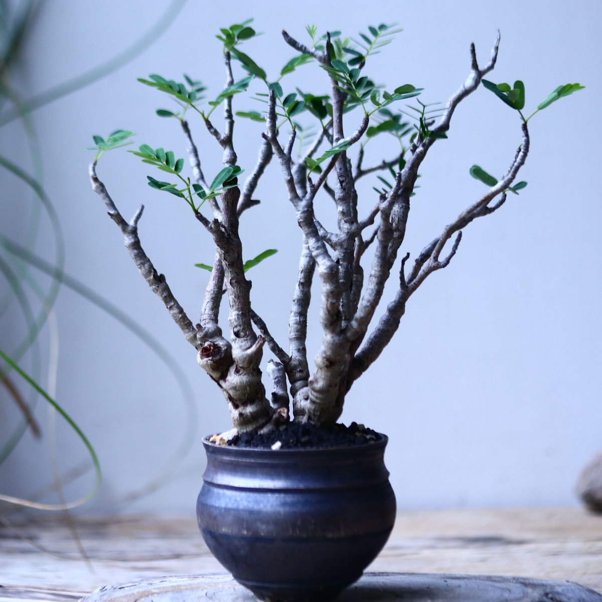 Masaさん専用グラキリス＋センナメリディオナリス Masaさん専用