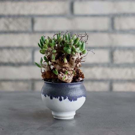 【新品未使用】作家鉢 手作り 銅 釉薬 観葉 多肉 塊根 芽の巣山 カタチ製作所 新品未使用】作家鉢 手作り 銅 釉薬 観葉 多肉 塊根 芽の巣山