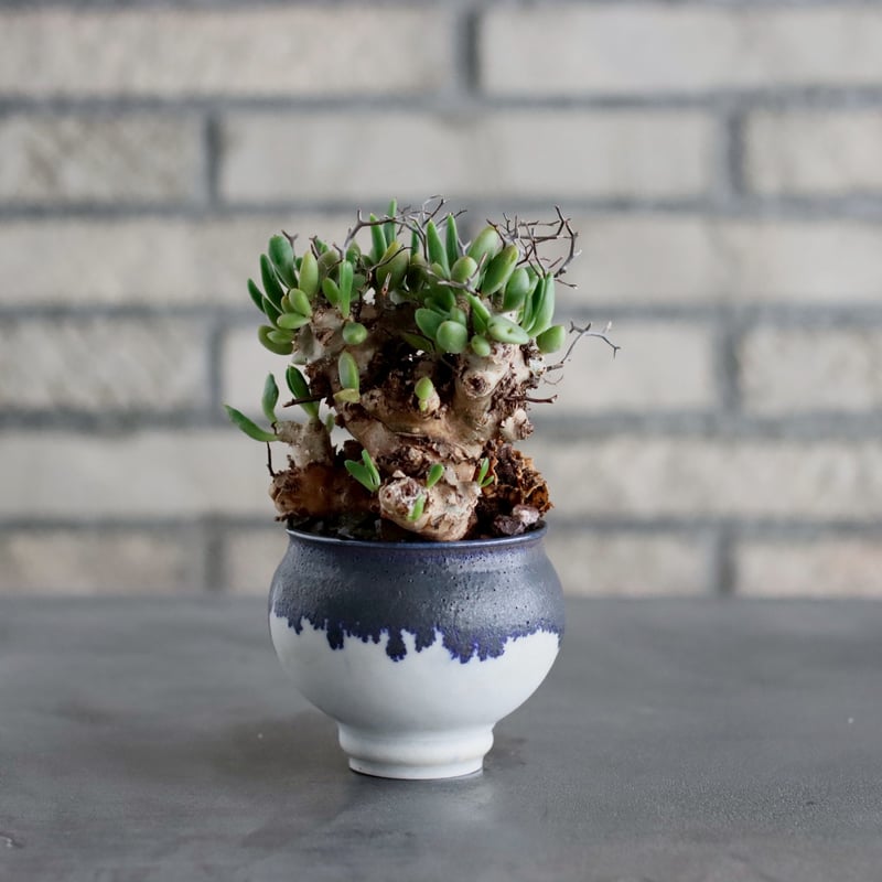 Tylecodon reticulate / 万物想 × 山山 特別共作鉢 (3号) no.