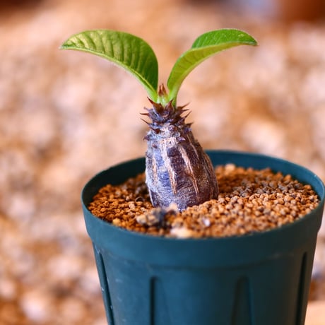 パキポディウム ウィンゾリー / Pachypodium baronii var. windsorii    no.50729