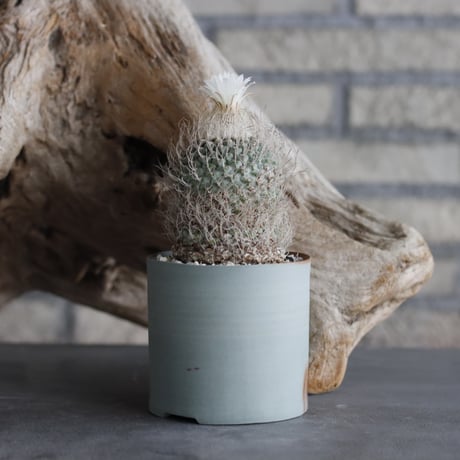 Strombocactus disciformis × 備前鉢3号 / snp plants  no.607-45