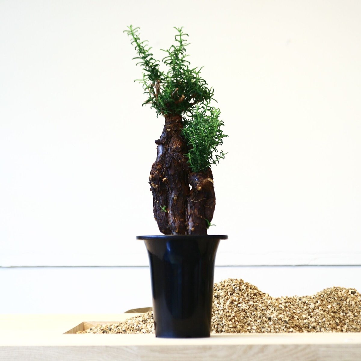 K*O様 メストクレマ★アルポリフォルメ★塊根植物★コーデックス★発根済み鉢ごと メストクレマ アルボリフォルメ / Mestoklema arboriforme no.43