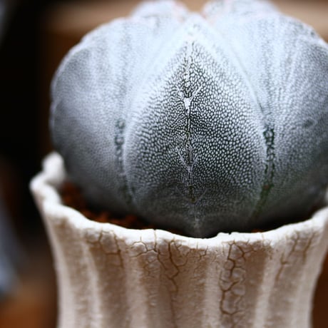 アストロフィツム  恩塚ランポー玉 ／Astrophytum myriostigma cv.　no.40377