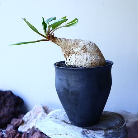 ユーフォルビア  プリムリフォリア  Euphorbia primulifolia  no.52618