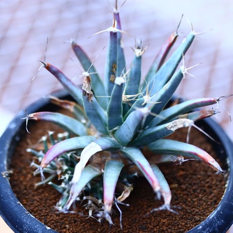 レウクテンベルギア  仔吹き晃山    Leuchtenbergia principis  no120609