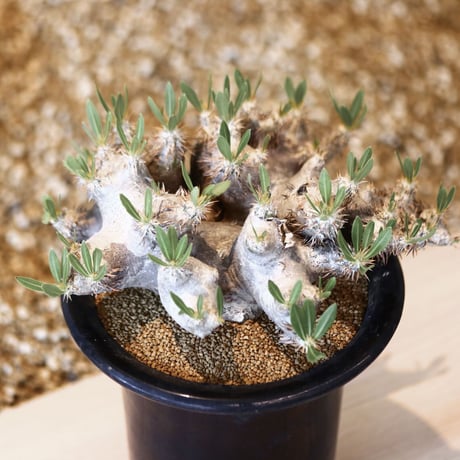 パキポディウム ブレビカリックス / Pachypodium densiflorum var. brevicalyx      no.41603