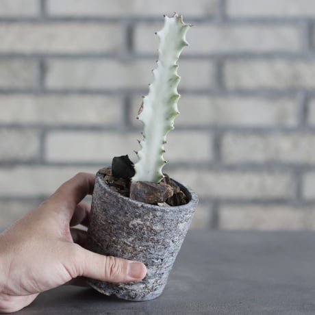 Euphorbia lactea × takero pot (3号)  no.621/38