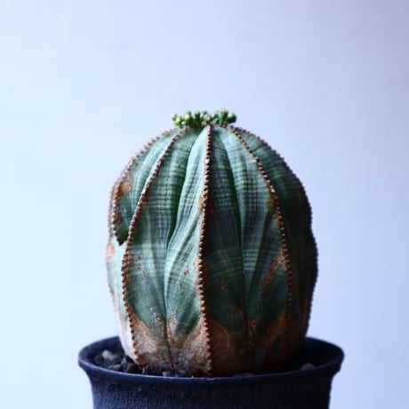 ユーフォルビア  オベサ   Euphorbia obesa   no.20316