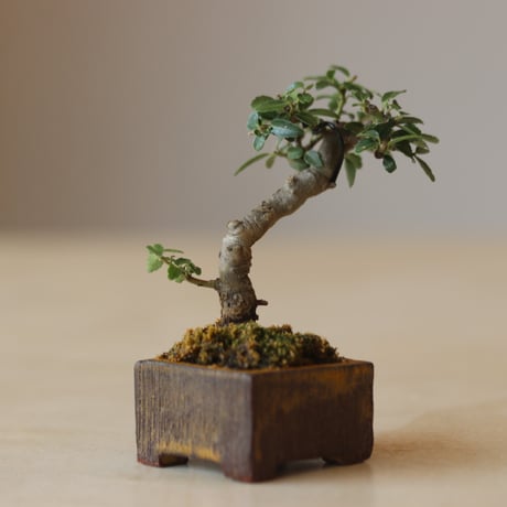 ツゲ / YOSHIZAWA3-SHOHINBONSAI   no.223-8