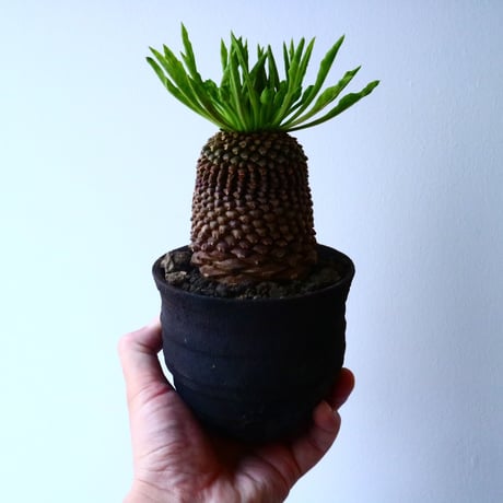 ユーフォルビア    鉄甲丸    Euphorbia bupleurifolia  No.025