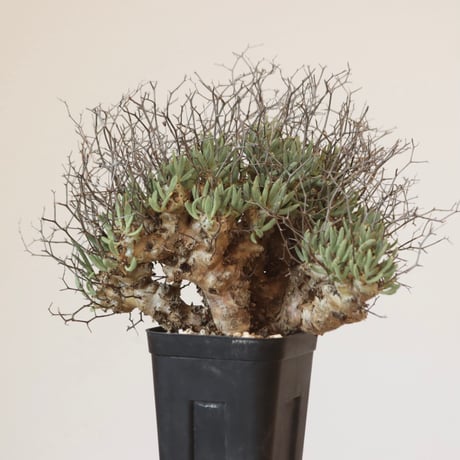 ◾️◾️週末限定値下中◾️◾️チレコドンペアルソニー◾️大 