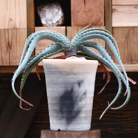 アロエ スプラフォリアータ／Aloe suprafoliata   no.20588