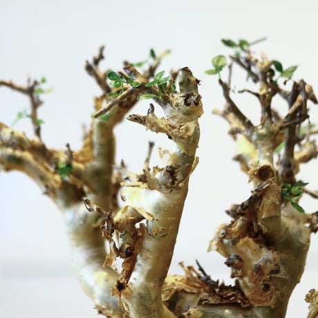 コミフォラ ストックシアナ / Commiphora stocksiana   no.42315