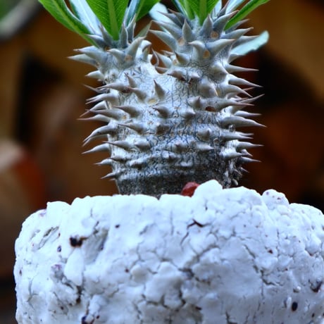 パキポディウム  恵比寿大黒／Pachypodium  Densicaule    no.50902