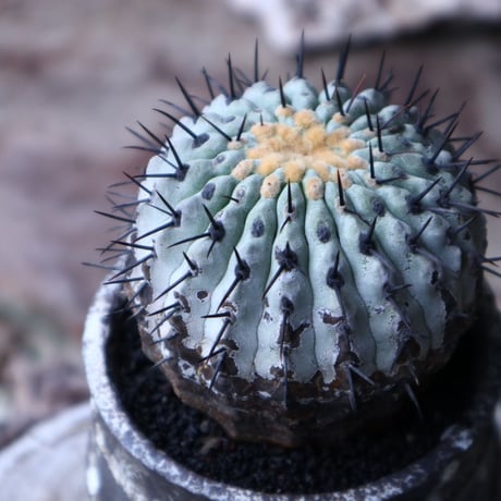 コピアポア 孤竜丸    Copiapoa cinerea var. columna-alba   no.90130