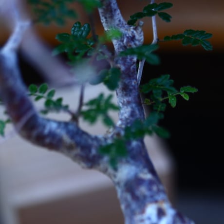 コミフォラ モンストローサ／Commiphora monstrosa   no.100352