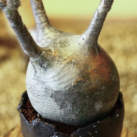 パキポディウム  グラキリス / Pachypodium  gracilius   no.52104