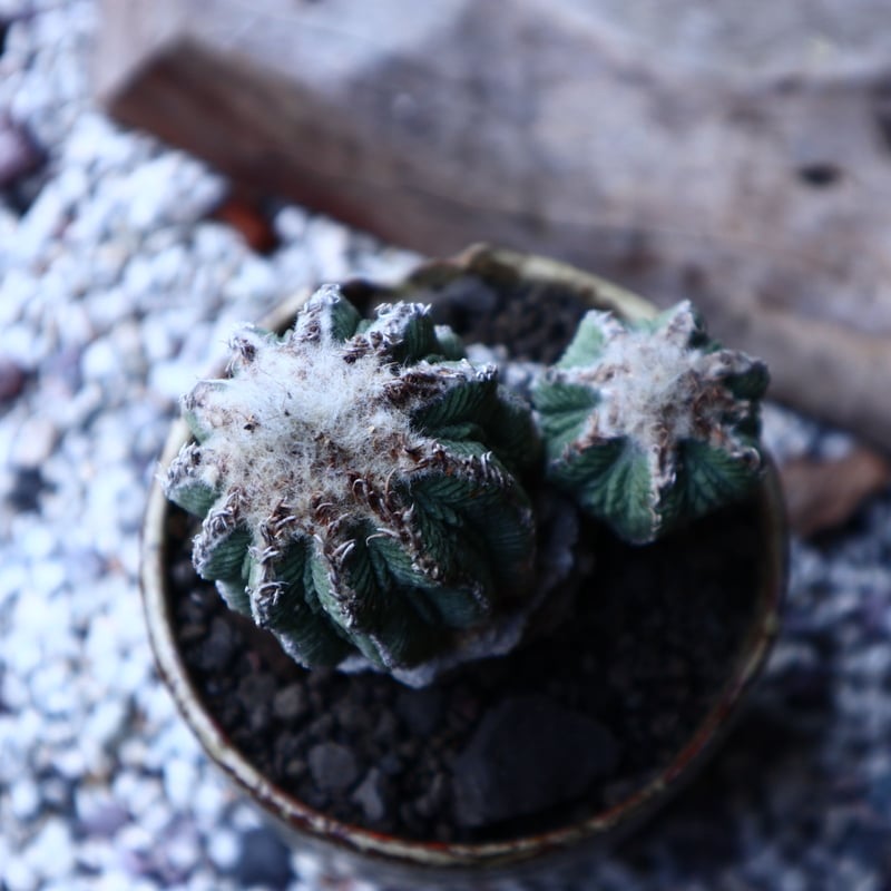 アズテキウム リッテリ 花籠 自根 Aztekium ritteri no.22303 |