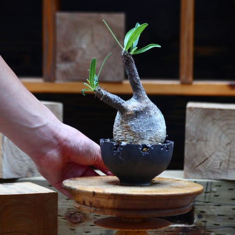パキポディウム  グラキリス／Pachypodium  gracilius       no.82214