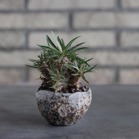 Pachypodium gracilius × takero pot (2.5号)  no.817-9
