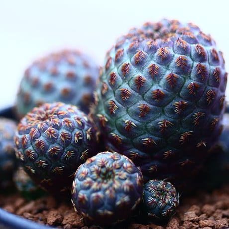 スルコレブチア  ラウシー    Sulcorebutia rauschii   no120606