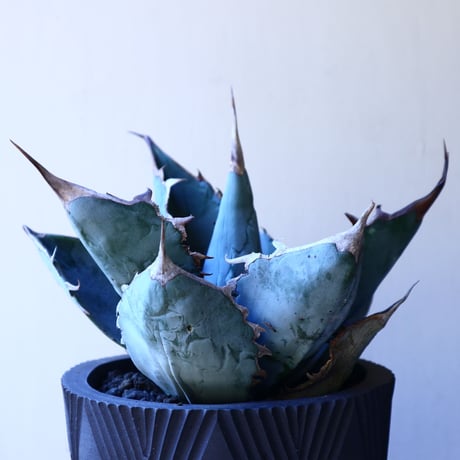 アガベ   ホワイトアイスブルー   Agave  titanota white ice   no.11236