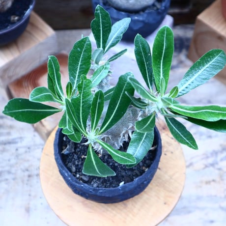 パキポディウム ロスラーツム  実生／Pachypodium rosulatum    no.71819