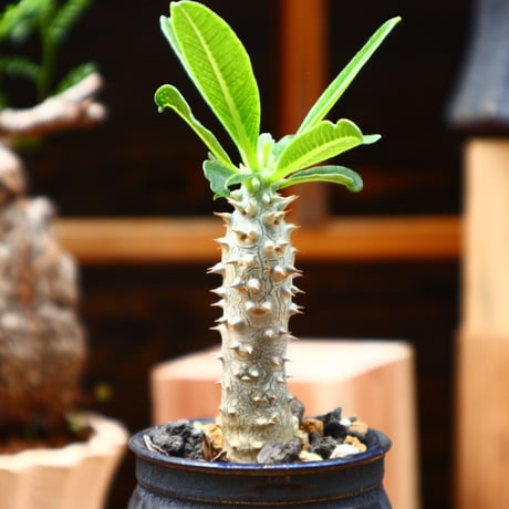 パキポディウム タッキー／Pachypodium'Tackyi'      no.71015