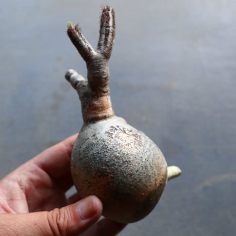 パキポディウム グラキリス 抜苗  Pachypodium rosulatum var. gracilius no.92933