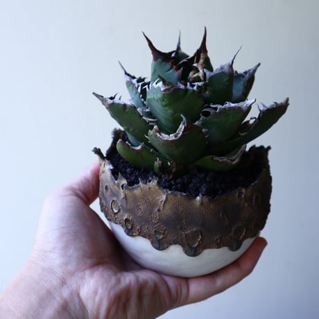 アガベ   チタノタ   FO-76   Agave titanota  "FO-76"  no.51902