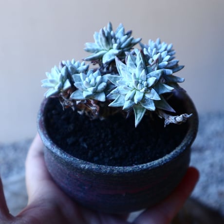 ダドレア グリーニー Dudleya greenei  no.20214