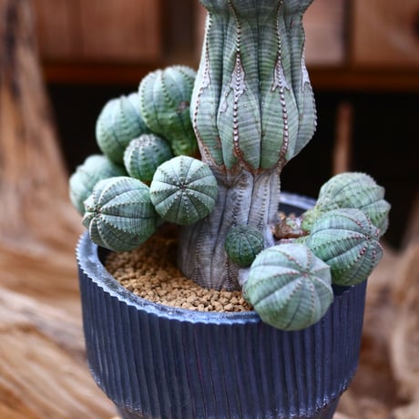 ユーフォルビア  仔吹きオベサ / Euphorbia obesa    no.22601