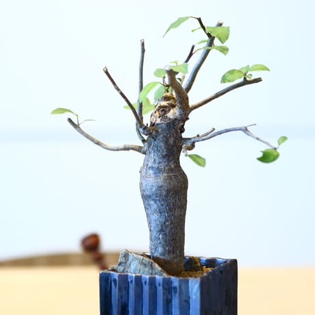 ブルセラ ファガロイデス / Bursera fagaroides   no.51401