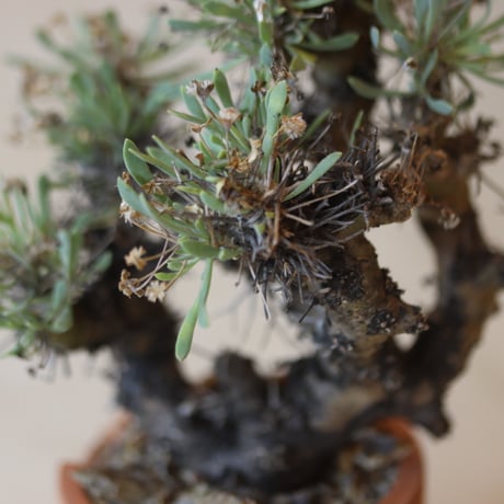 Othonna euphorbioides (黒鬼城) × N/OH   no.112-32