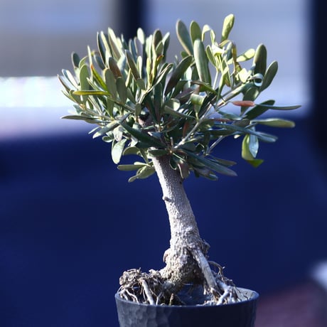 オリーブ　Olea europaea　 no.21407-2