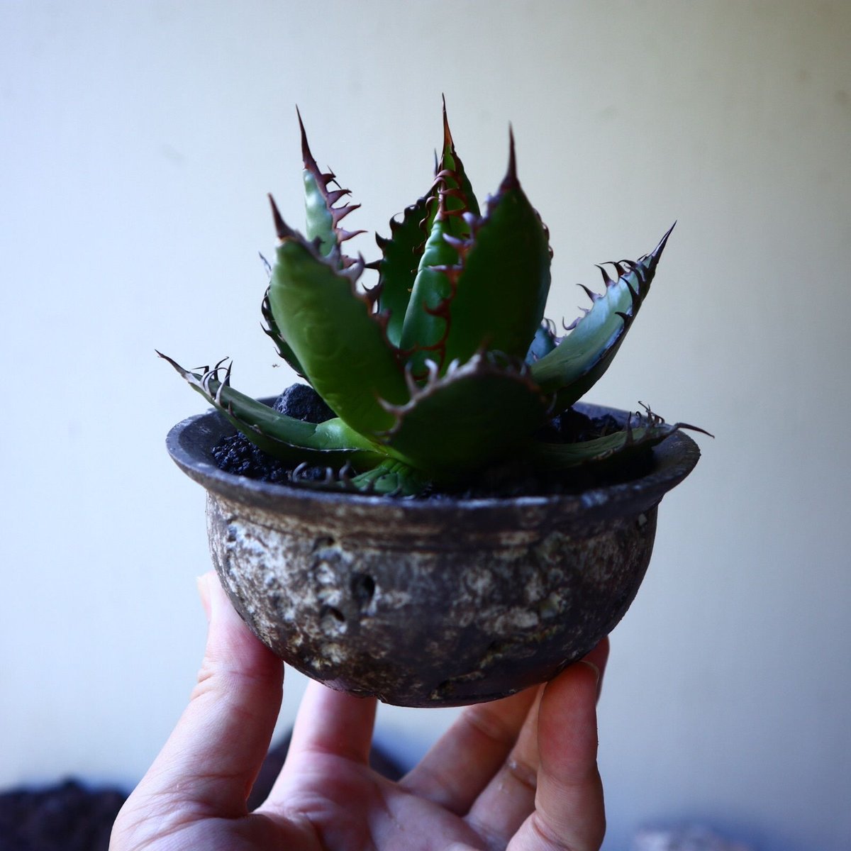 アガベ ホリダ Agave horrida no.72805 | 芽の巣山