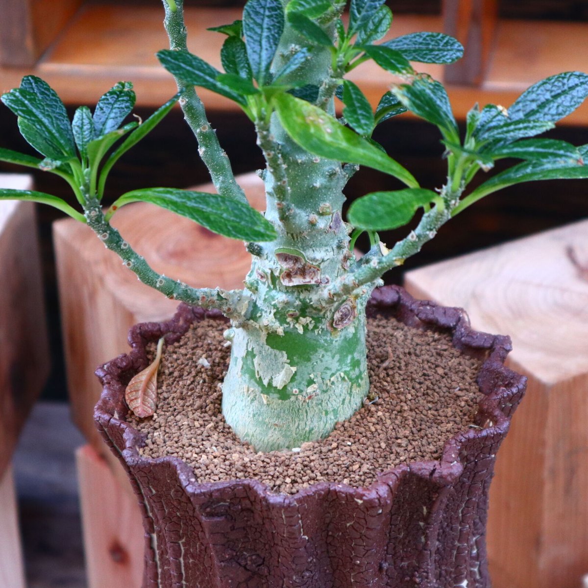 ドルステニア ギガス ドルステニア ギガス／Dorstenia gigas no.60576 | 芽の巣山