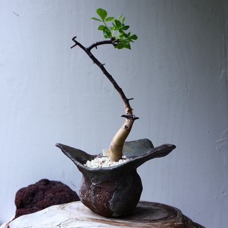 コミフォラ  カタフ     Commiphora kataf     no.71413