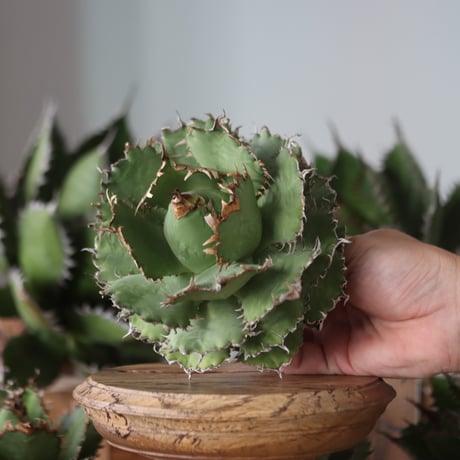 U.S. filigree (Agave titanota filigree) / Style of Chika　no.1130-4