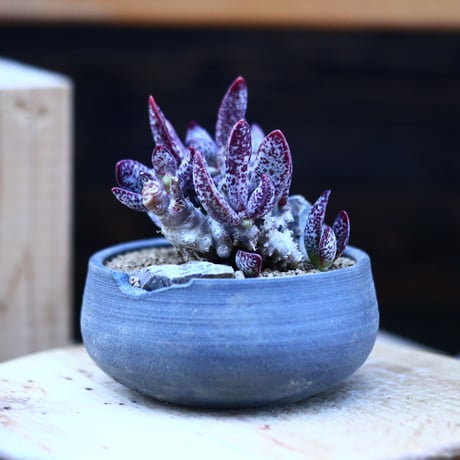 アドロミスクス トリギナス〝パープルスポット″／Adromischus trigynus  no.13068