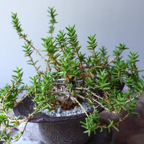 トリコディアデマ  ブルボスム  姫紅小松　Trichodiadema bulbosum    no.60231