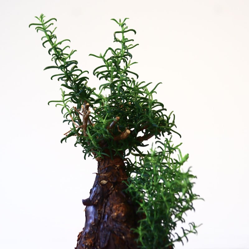 メストクレマ アルボリフォルメ / Mestoklema arboriforme no.43