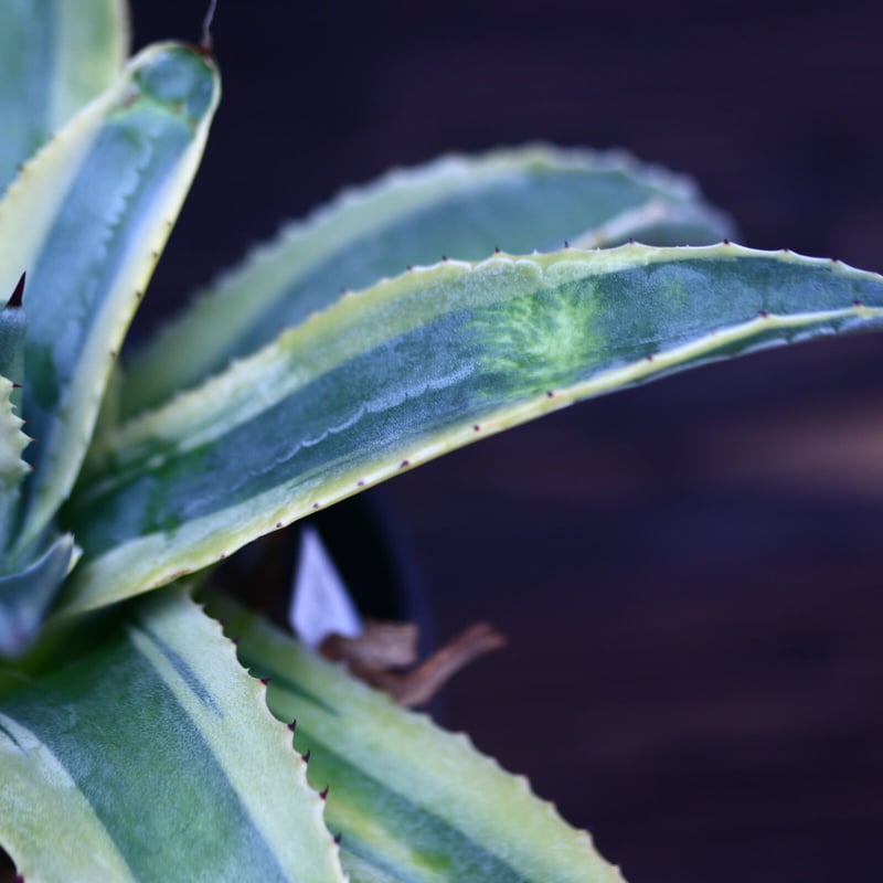 アガベ コーネリアス Agave americana 'Cornelius'
